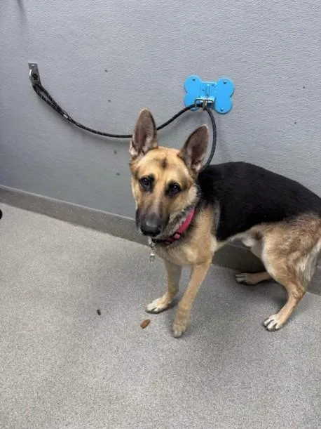 An adult large-sized male German Shepherd Dog dog named Chipotle for adoption in Las Vegas, NV