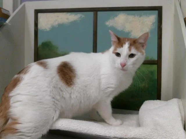 An adult large-sized male Domestic Short Hair cat named Oranges for adoption in Houston, TX