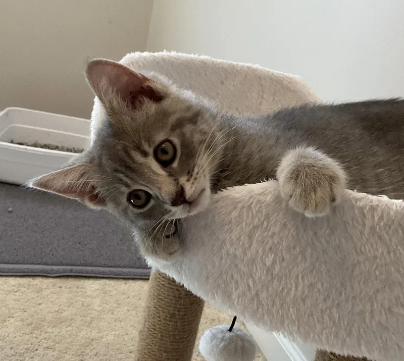 A baby medium-sized female Domestic Short Hair cat named Fresca for adoption in Dublin, OH