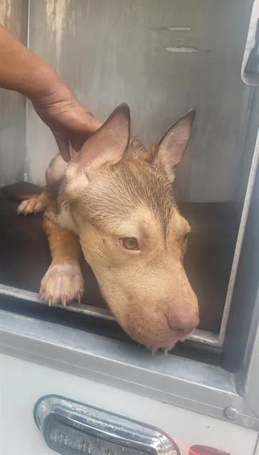 A young medium-sized female American Staffordshire Terrier dog named Penny for adoption in San Antonio, TX