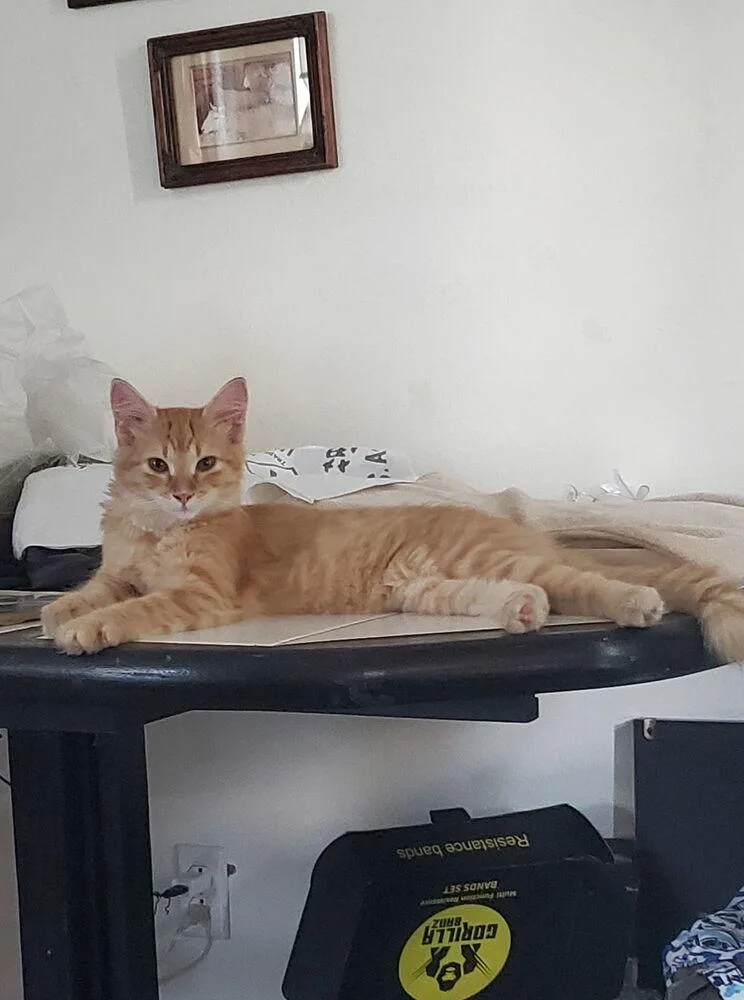 A baby small-sized male Domestic Medium Hair cat named Tangelo for adoption in Dallas, TX