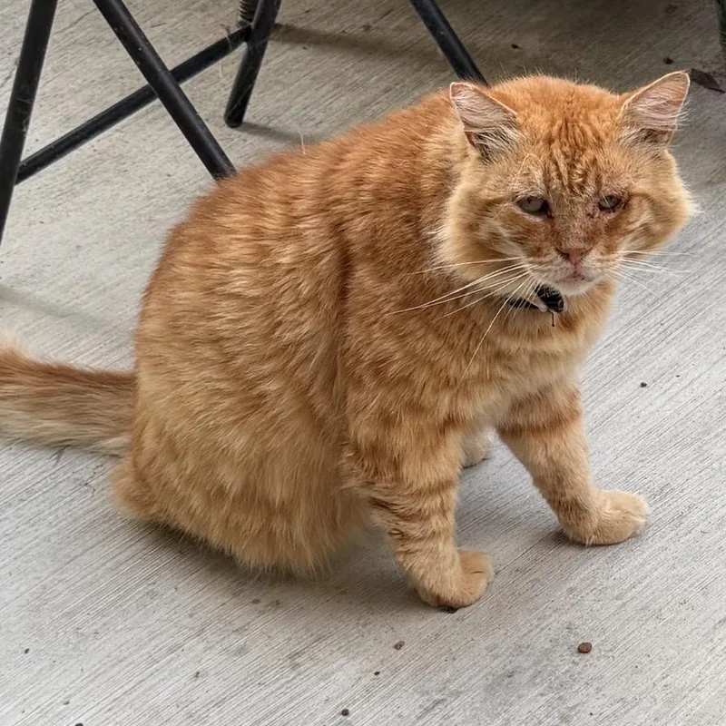 A senior small-sized male Orange / Red Domestic Short Hair cat named Ginger for adoption in Long Beach, CA