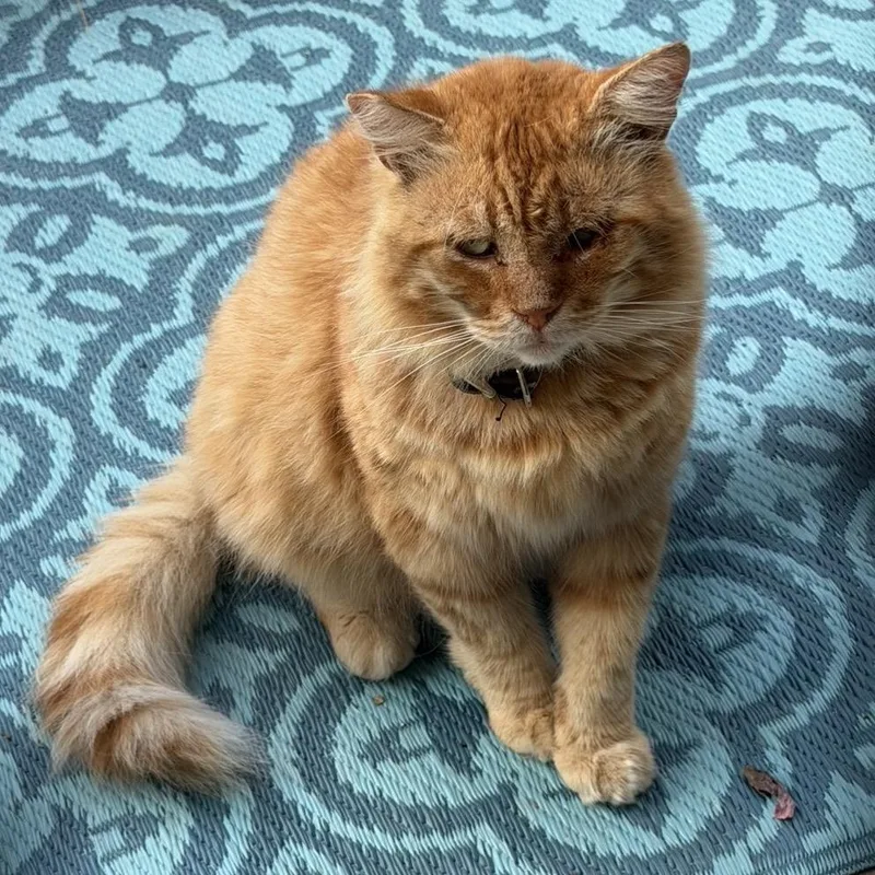 Ginger thumbnail 2