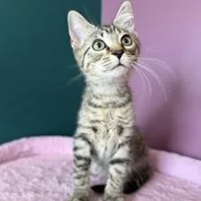 A baby small-sized male Tabby (Brown / Chocolate) Domestic Short Hair cat named Oopsie for adoption in Sweetwater, TN