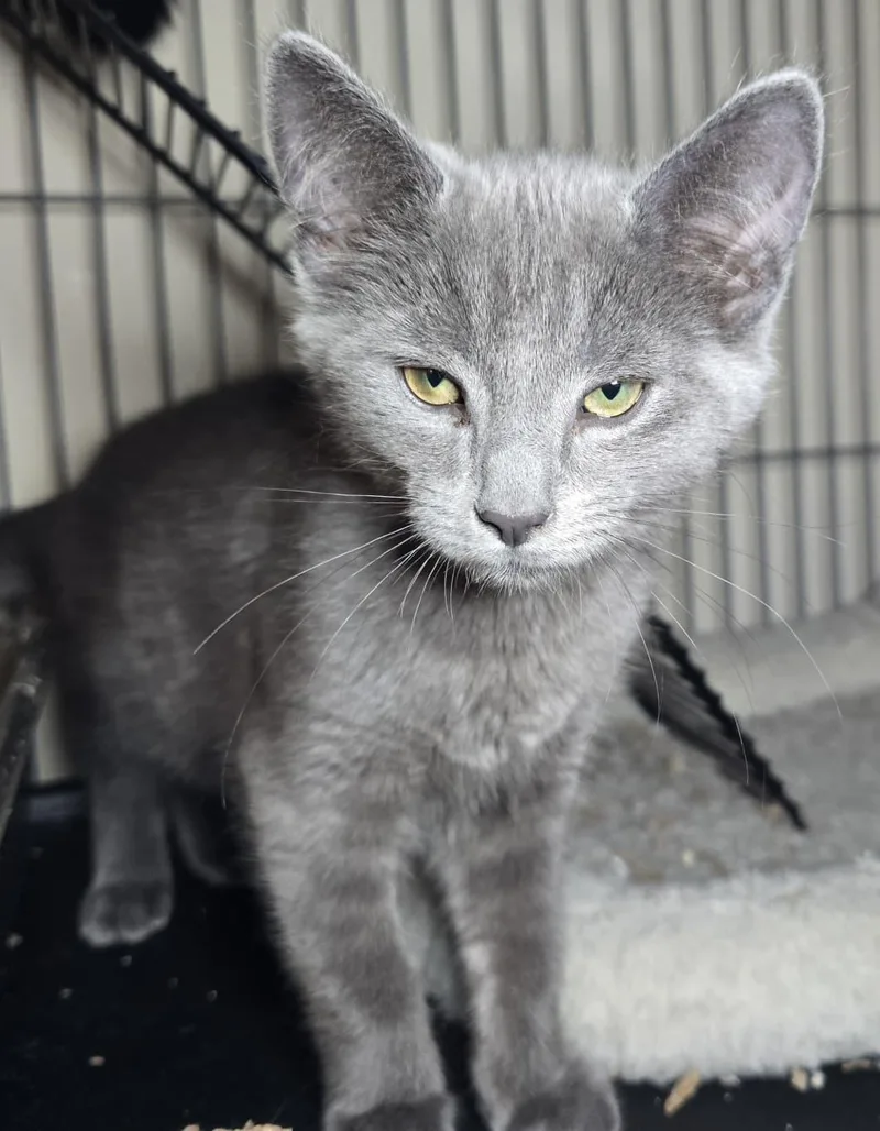A baby medium-sized female Gray / Blue / Silver Domestic Short Hair cat named Grace for adoption in Nottingham, MD