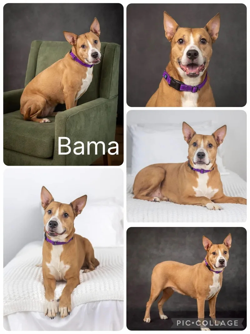 An adult medium-sized female Australian Cattle Dog / Blue Heeler dog named Bama for adoption in Enterprise, AL