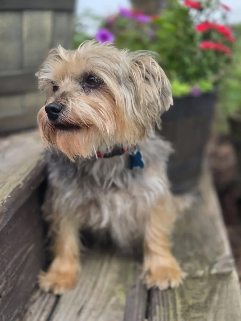 A senior small-sized female Gray / Blue / Silver Yorkshire Terrier dog named Molly for adoption in Plainfield, IL