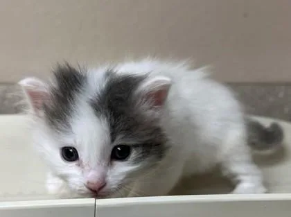 A young small-sized female Domestic Short Hair cat named Kiwi for adoption in Phoenix, AZ
