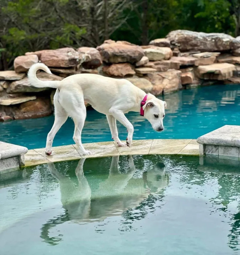A young medium-sized female Labrador Retriever dog named Daisy for adoption in Rockwall, TX