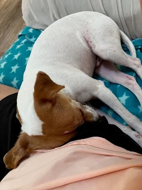 An adult small-sized male Chihuahua dog named Frankie for adoption in East Hartford, CT