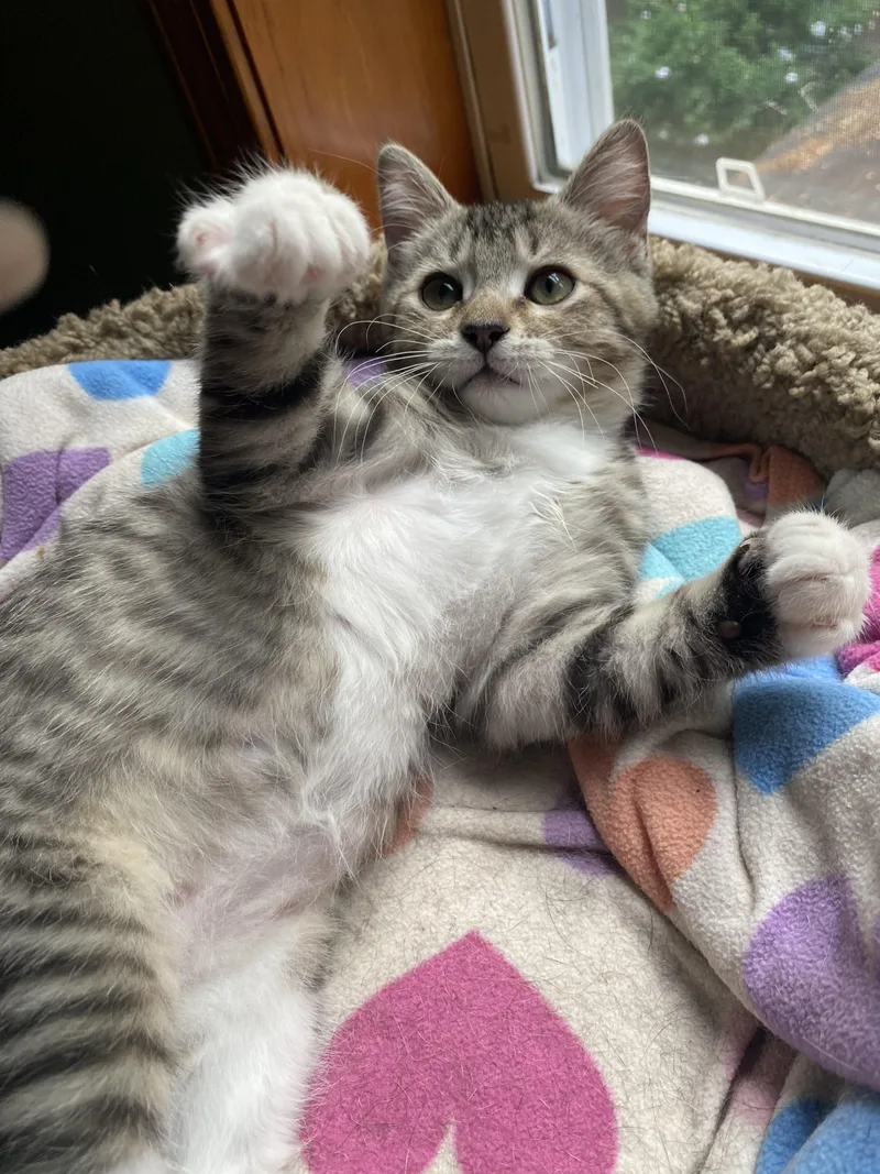A baby small-sized female Domestic Short Hair cat named Pearl for adoption in Burlington, VT