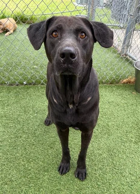An adult medium-sized female Mixed Breed dog named Raven for adoption in Columbia, SC