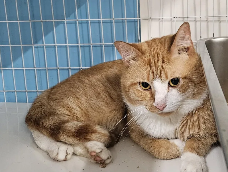 An adult medium-sized male Domestic Short Hair cat named Wally for adoption in Claremont, NH
