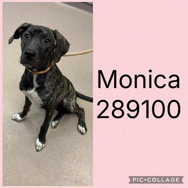 A young medium-sized female Mixed Breed dog named Monica for adoption in Macon, GA