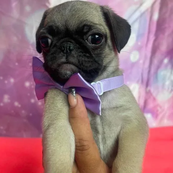 A baby small-sized female Yellow / Tan / Blond / Fawn Pug dog named Violet for adoption in Fort Collins, CO
