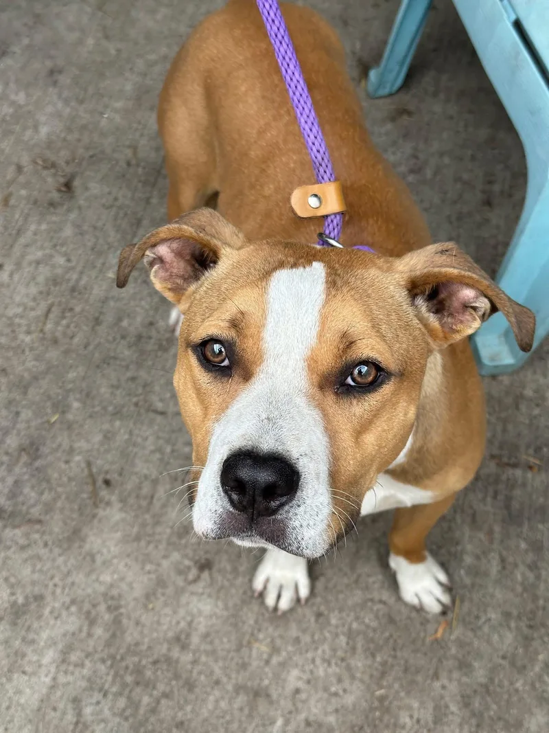 An adult medium-sized female White / Cream Pit Bull Terrier dog named Corky for adoption in Chicago, IL
