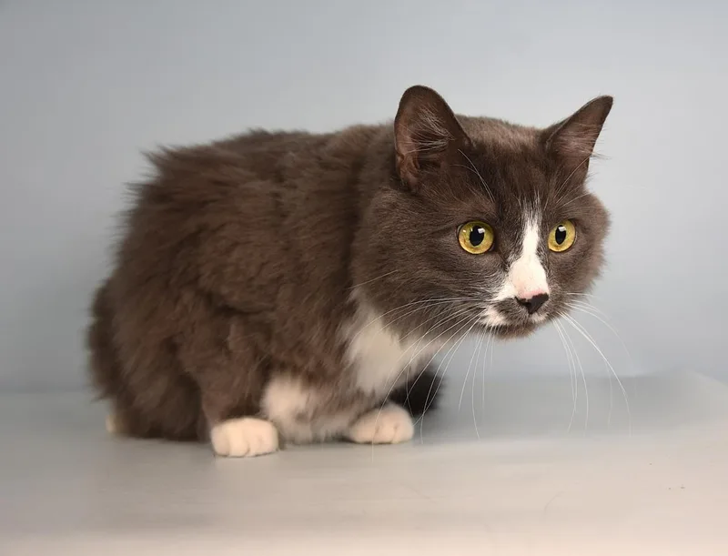 An adult small-sized male Domestic Medium Hair cat named Rockie for adoption in Loveland, CO