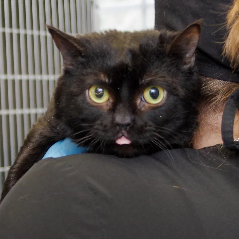 A young medium-sized male Black American Shorthair cat named Mars for adoption in Scituate, MA