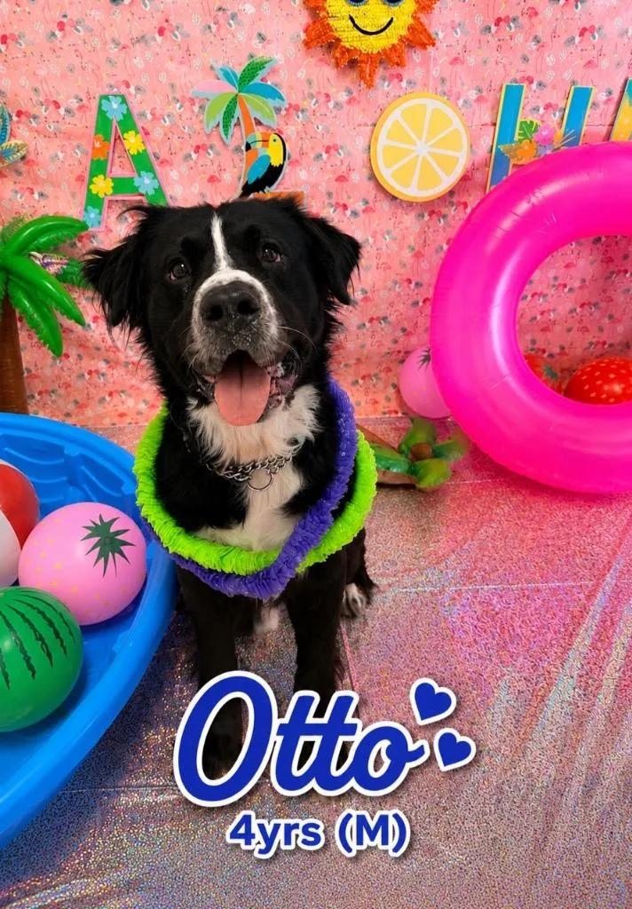 Otto thumbnail 2