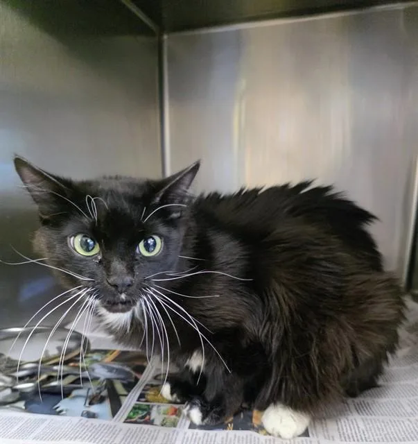 An adult large-sized female Domestic Short Hair cat named Mittens for adoption in Castaic, CA