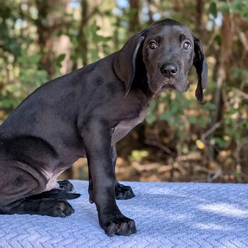 A baby large-sized male Black Great Dane dog named Casper for adoption in Tyrone, GA
