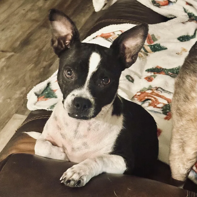 Gracie thumbnail 6