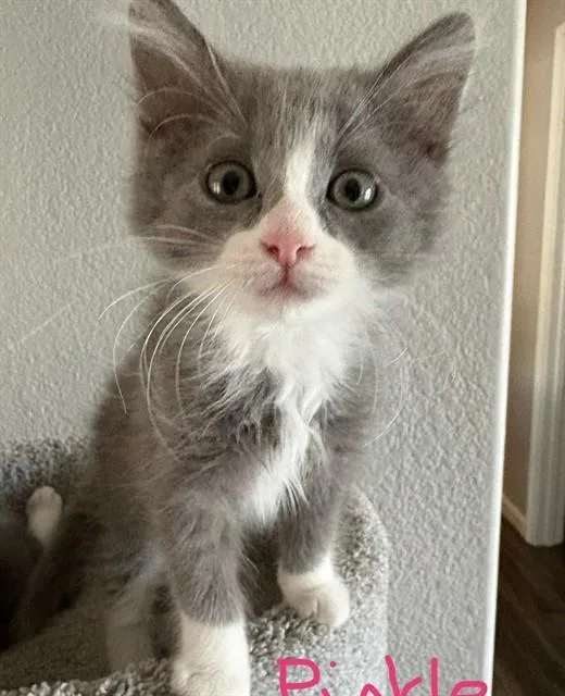 Pickle