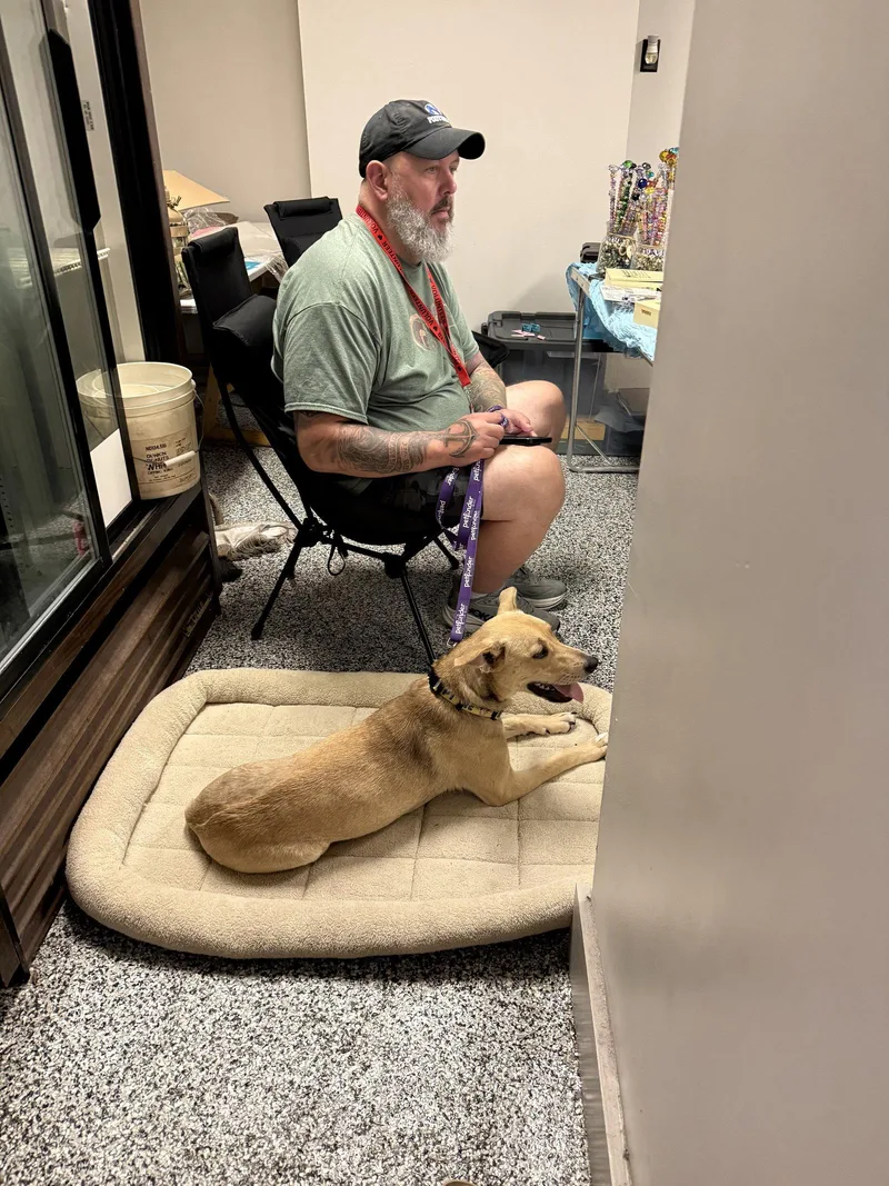 A young medium-sized female Carolina Dog dog named Grace for adoption in Walnutport, PA