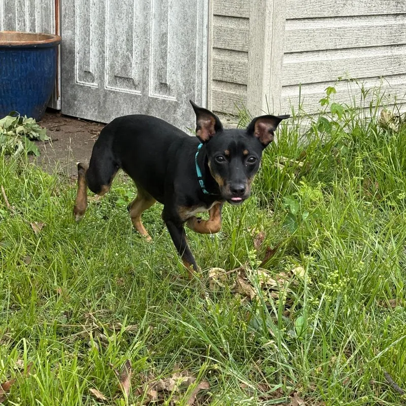 Roxy Iv