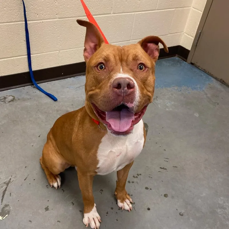 A young large-sized male Yellow / Tan / Blond / Fawn Mixed Breed dog named Golden Boy for adoption in Memphis, TN