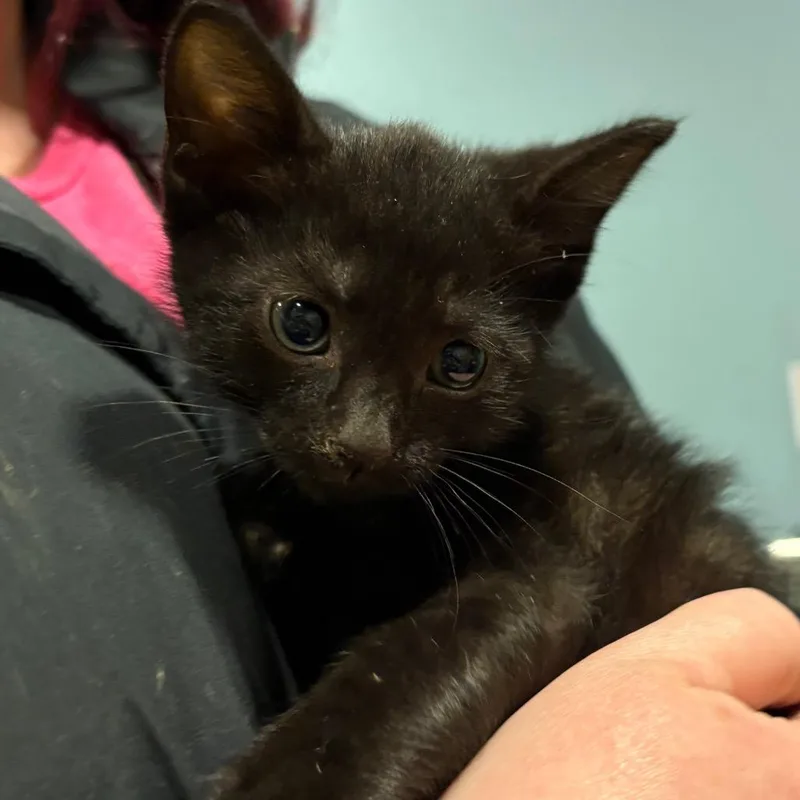 A baby small-sized male Black Domestic Short Hair cat named Bobert for adoption in Chattanooga, TN