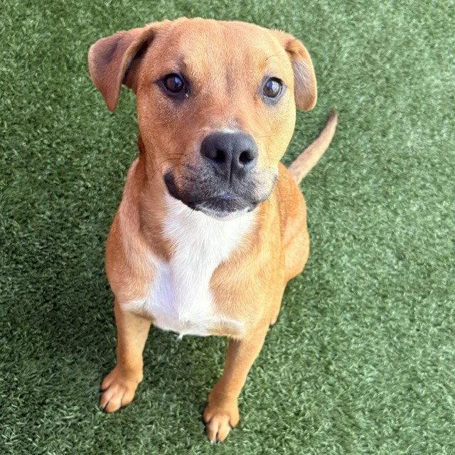 A young medium-sized male Shepherd dog named Luigi for adoption in Burlingame, CA