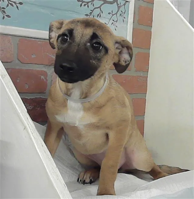 A baby small-sized female Labrador Retriever dog named Mia for adoption in Houston, TX