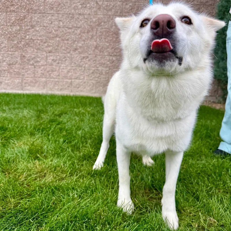 An adult medium-sized female White / Cream Husky dog named Everest for adoption in Great Falls, MT