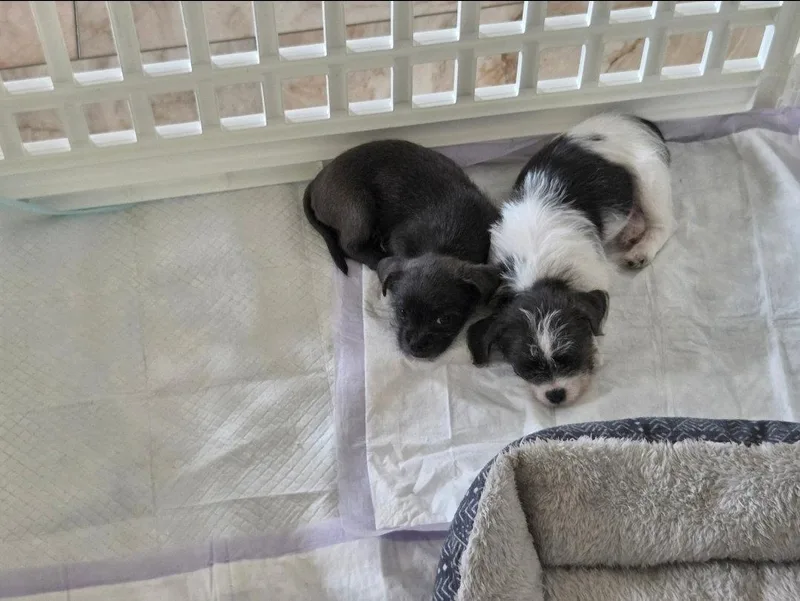 A baby small-sized male Terrier dog named Buzz & Woody for adoption in Dallas, TX