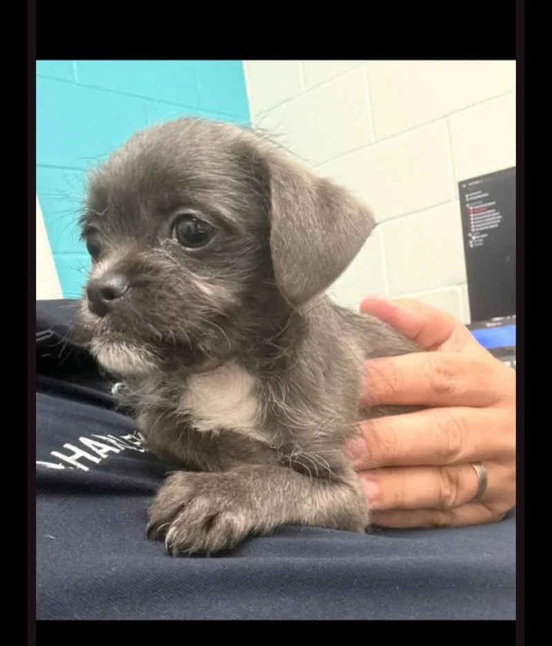 Buzz & Woody thumbnail 2