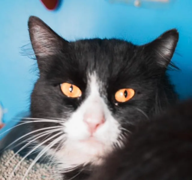 A young medium-sized male Domestic Medium Hair cat named Squibly for adoption in Boston, MA