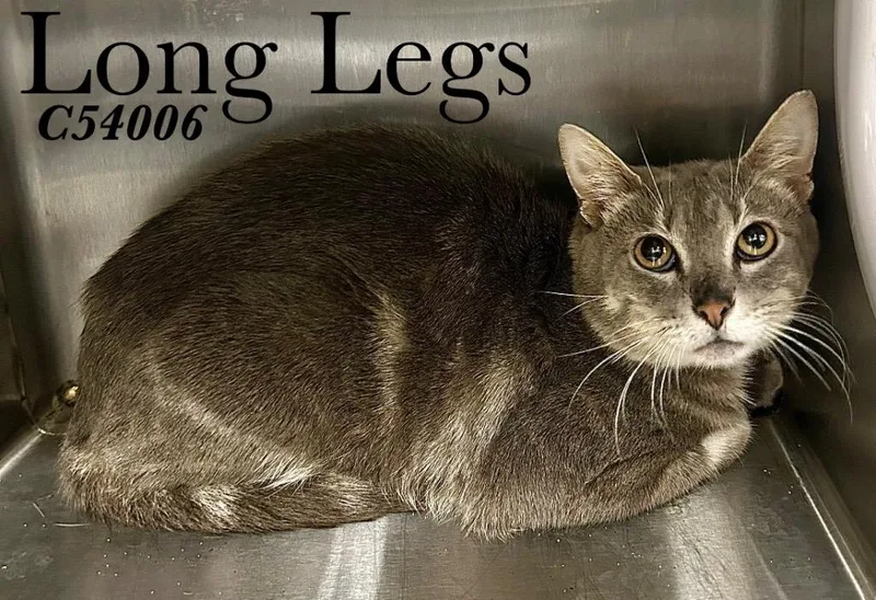 An adult medium-sized male Domestic Short Hair cat named Long Legs for adoption in Clarksville, TN