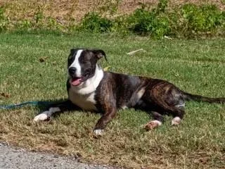 A baby medium-sized male Brindle Boxer dog named Tony for adoption in Andover, MA