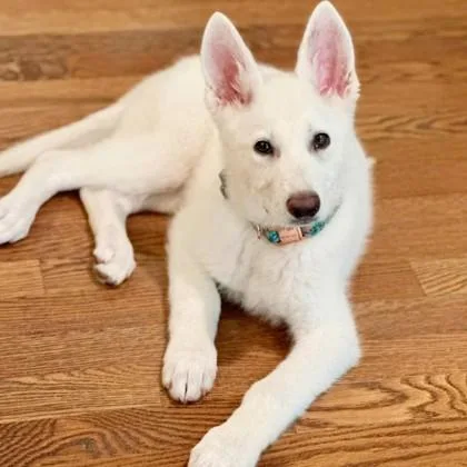A baby medium-sized female German Shepherd Dog dog named Klara for adoption in Elk Grove Village, IL