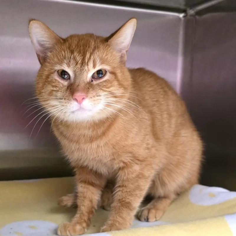 An adult medium-sized male Orange / Red Domestic Short Hair cat named Sinatra for adoption in Fort Wayne, IN