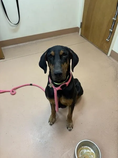 A senior large-sized male Doberman Pinscher dog named Tommy for adoption in Kennewick, WA