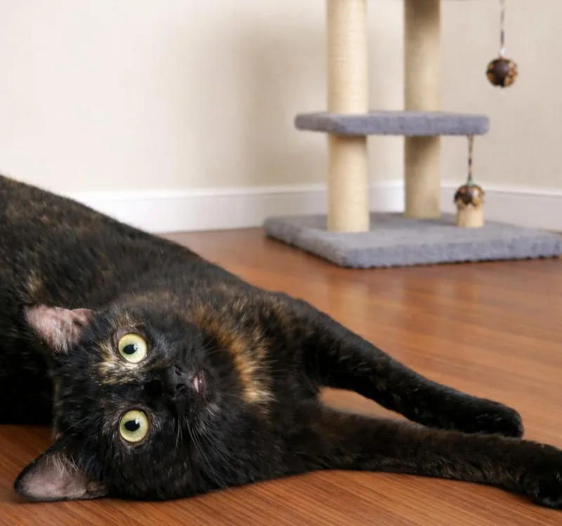 A young medium-sized female Tortoiseshell cat named Harlee for adoption in Hillsboro, TX