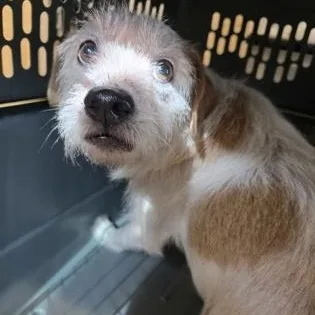 A senior small-sized male White / Cream Mixed Breed dog named Larry for adoption in Fernandina Beach, FL