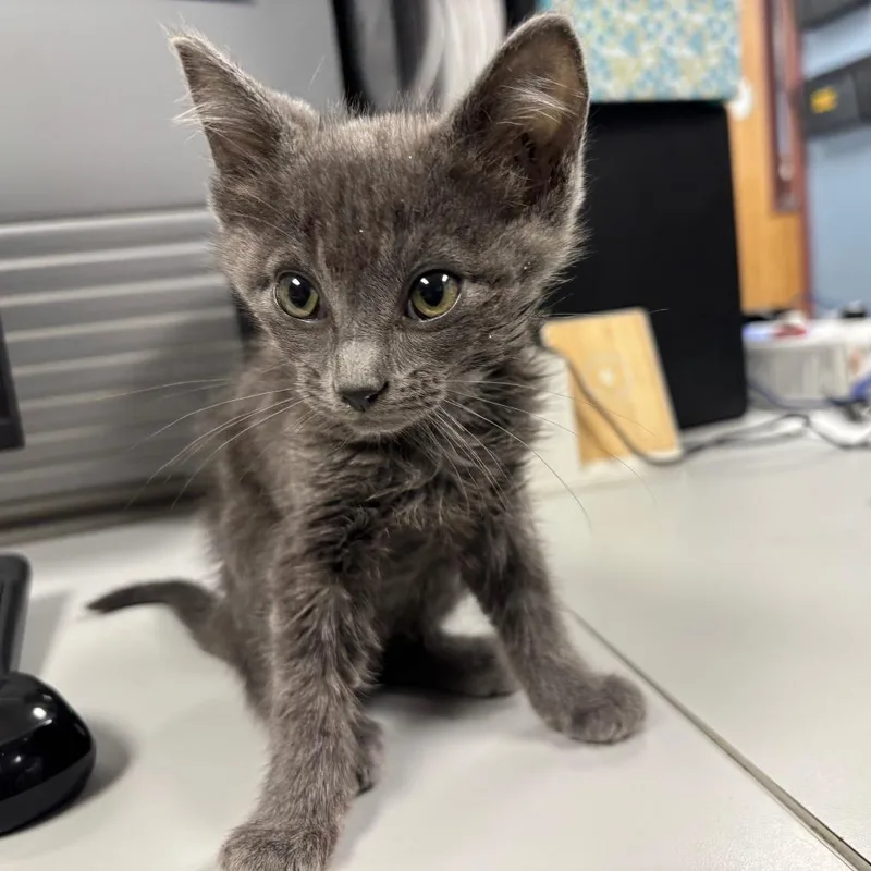 A baby small-sized male Gray / Blue / Silver Domestic Short Hair cat named Skibbity for adoption in St Joseph, MO