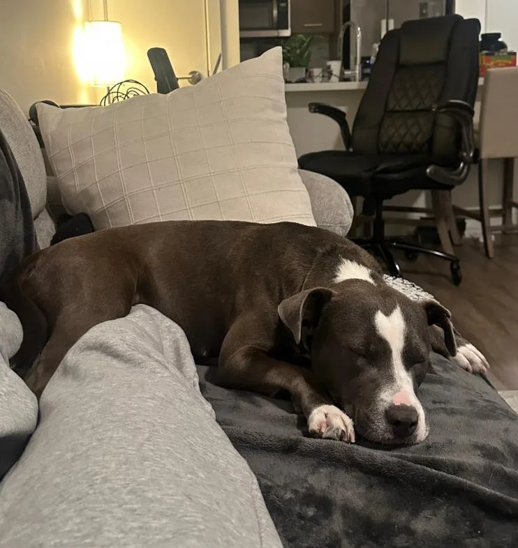 A young medium-sized female Pit Bull Terrier dog named Lilac for adoption in TEMECULA, CA