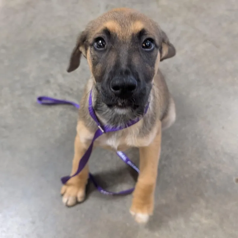 A baby small-sized male Brown / Chocolate Hound dog named Stewie for adoption in Independence, KS