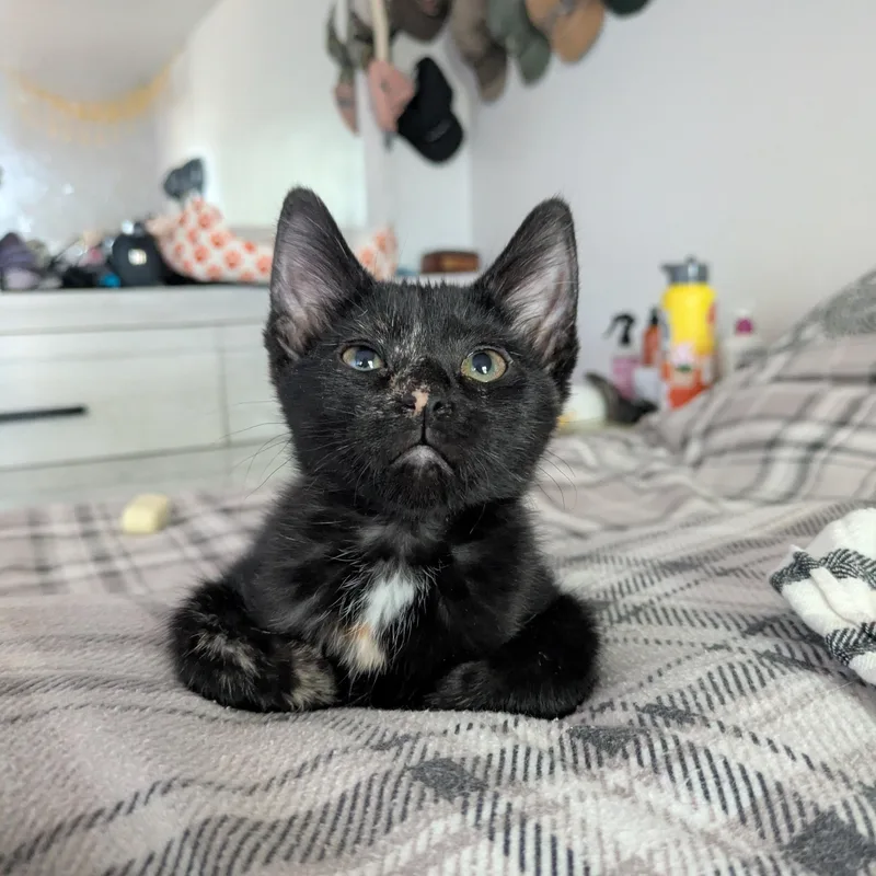A baby medium-sized female Tortoiseshell cat named Dahlia for adoption in Prescott, AZ