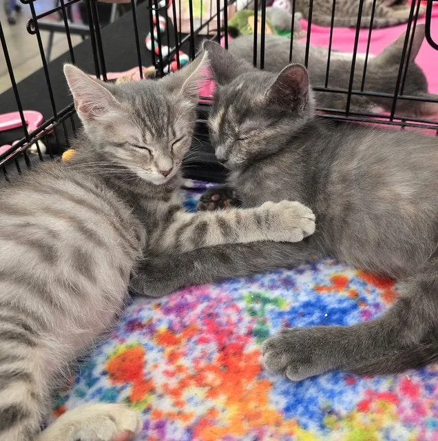 A baby medium-sized female Domestic Short Hair cat named Trixie for adoption in Antioch, CA