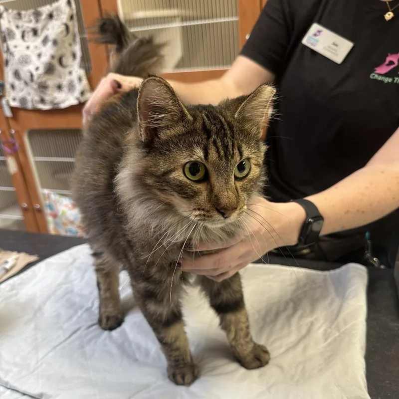 A young medium-sized female Domestic Medium Hair cat named Cuddles for adoption in Murray, UT